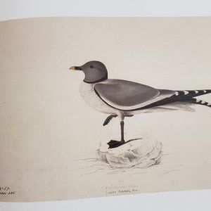 Sabine's Gull by J. J. Audubon